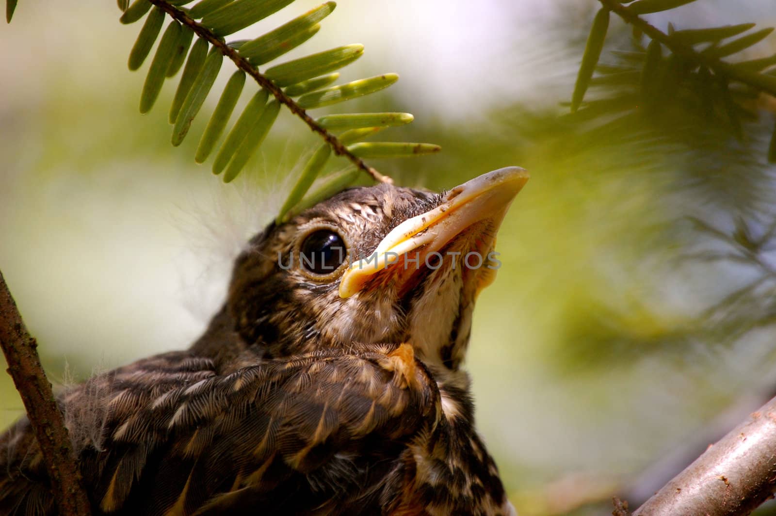 Baby bird closeup-1 by RefocusPhoto