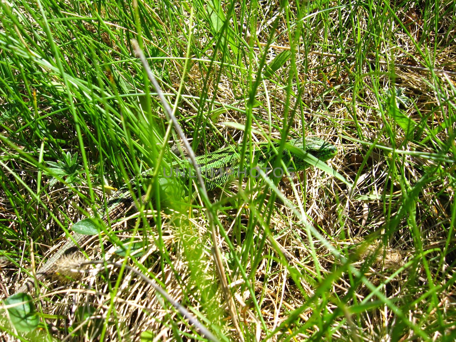 The green lizard in a green grass by alexmak