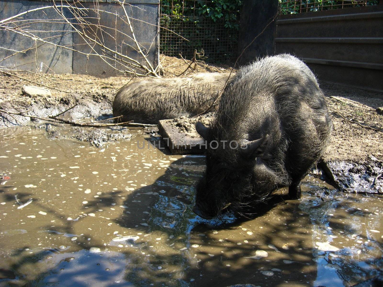 The image of a pair of pigs on a farm