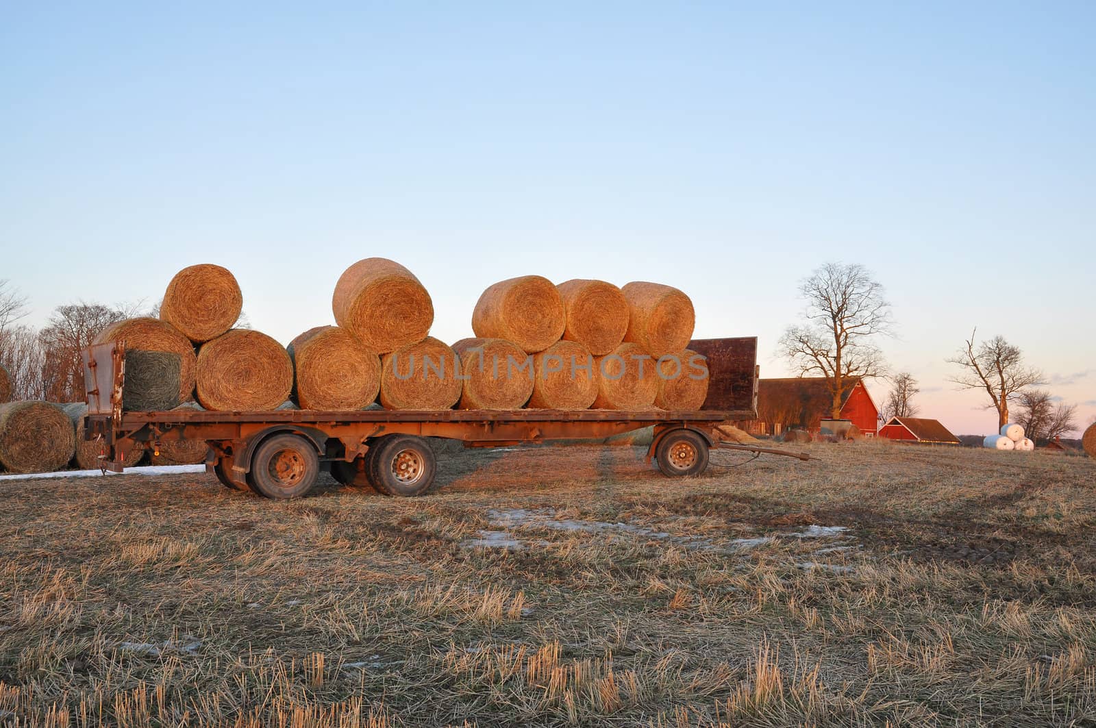 hay bales on a trailer a frosty winter evening.