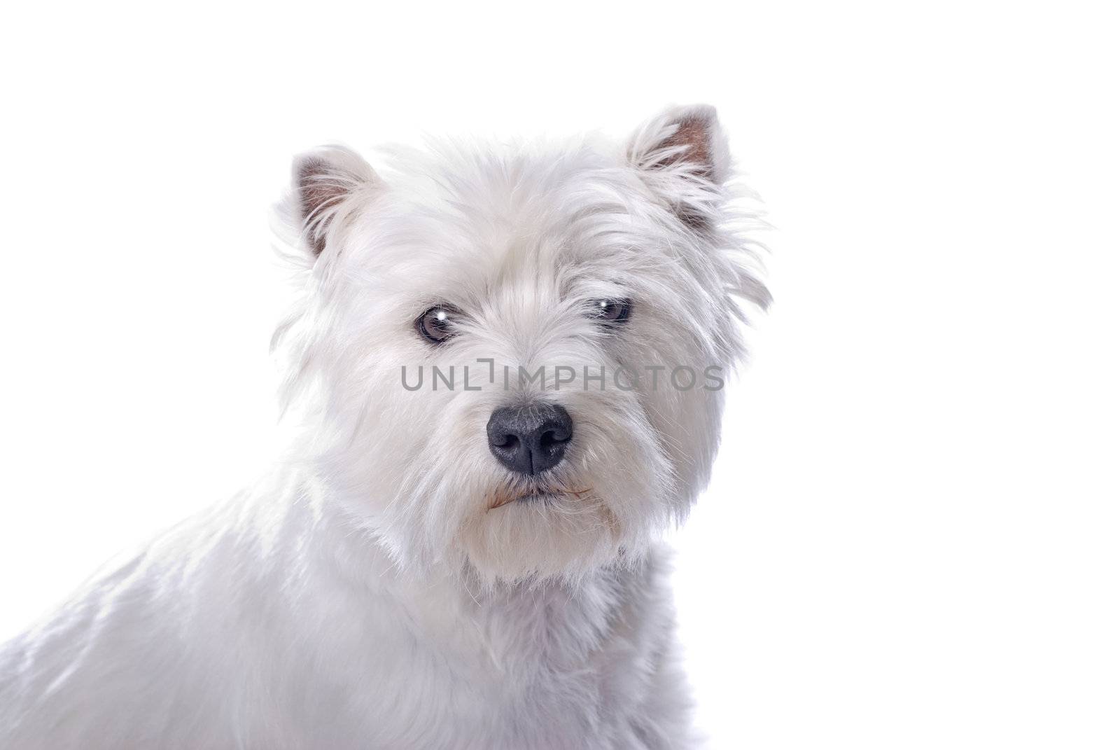 An adorable West Highland White Terrier against a white background.