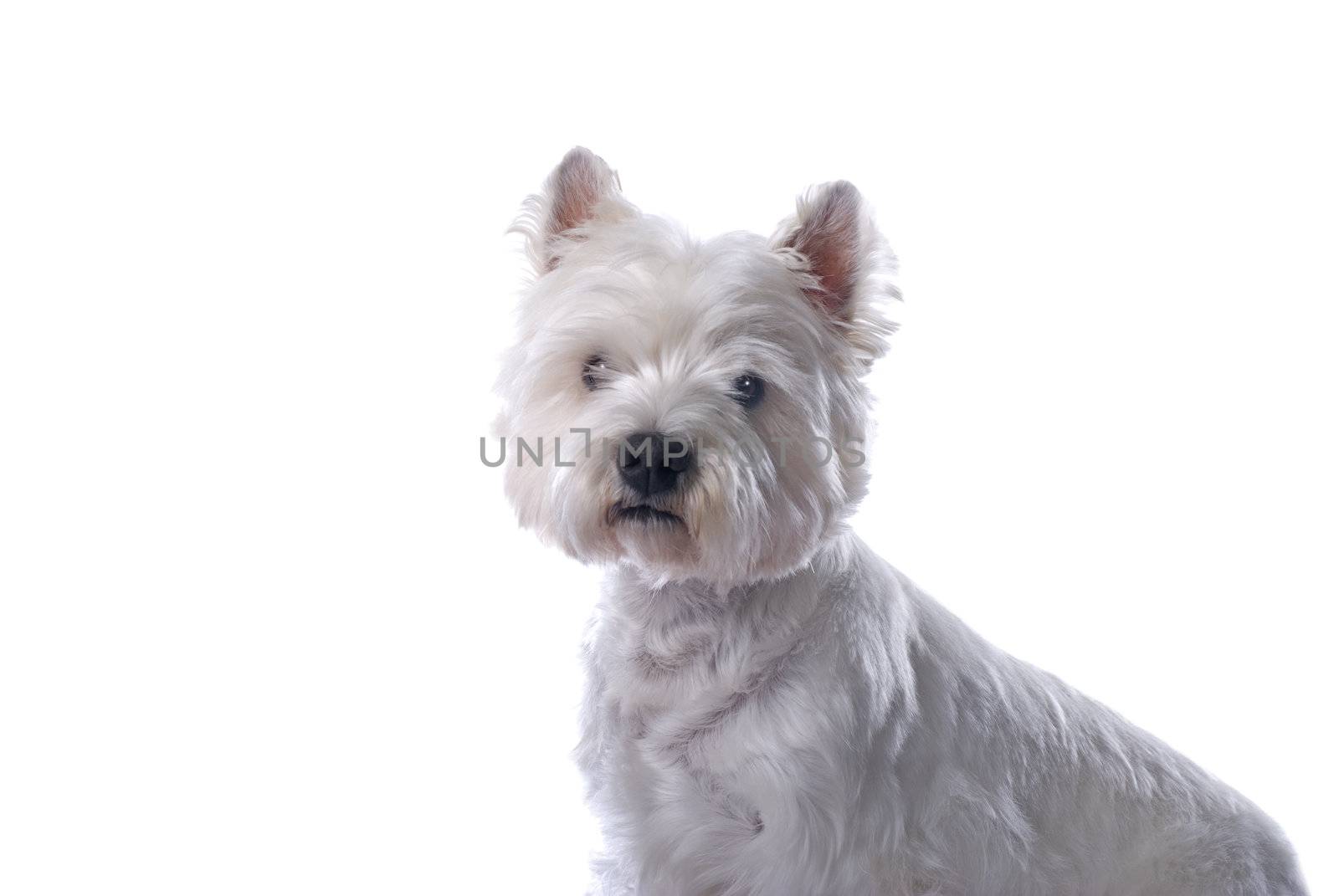 An adorable West Highland White Terrier against a white background.