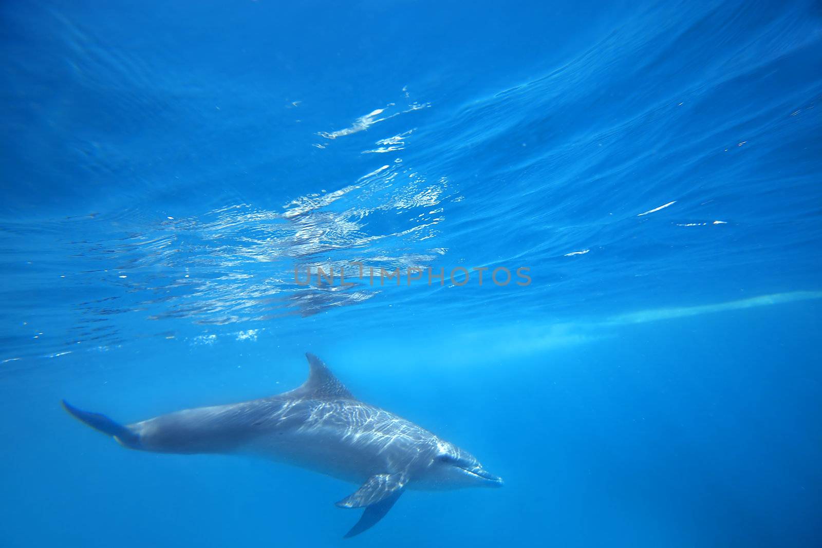 Wild Dolphins swimming in blue ocean in Zanzibar