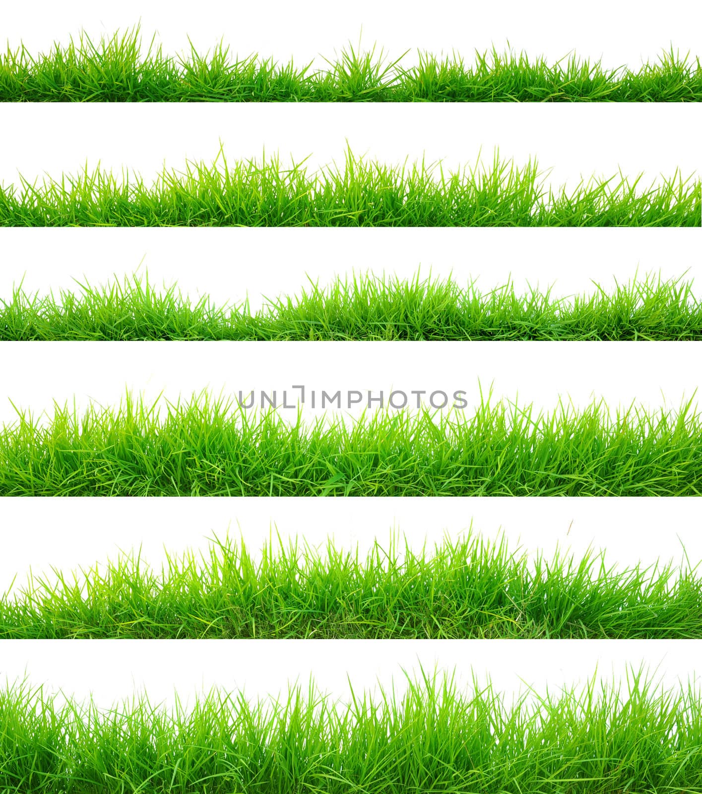 Grass
