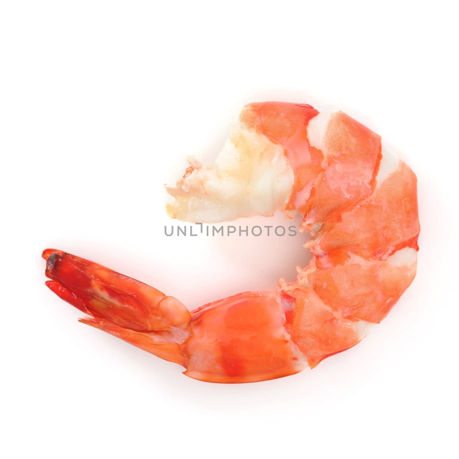 shrimp by antpkr