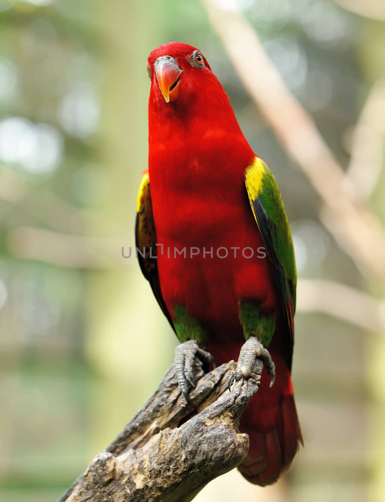 Beautiful red parrot bird close up