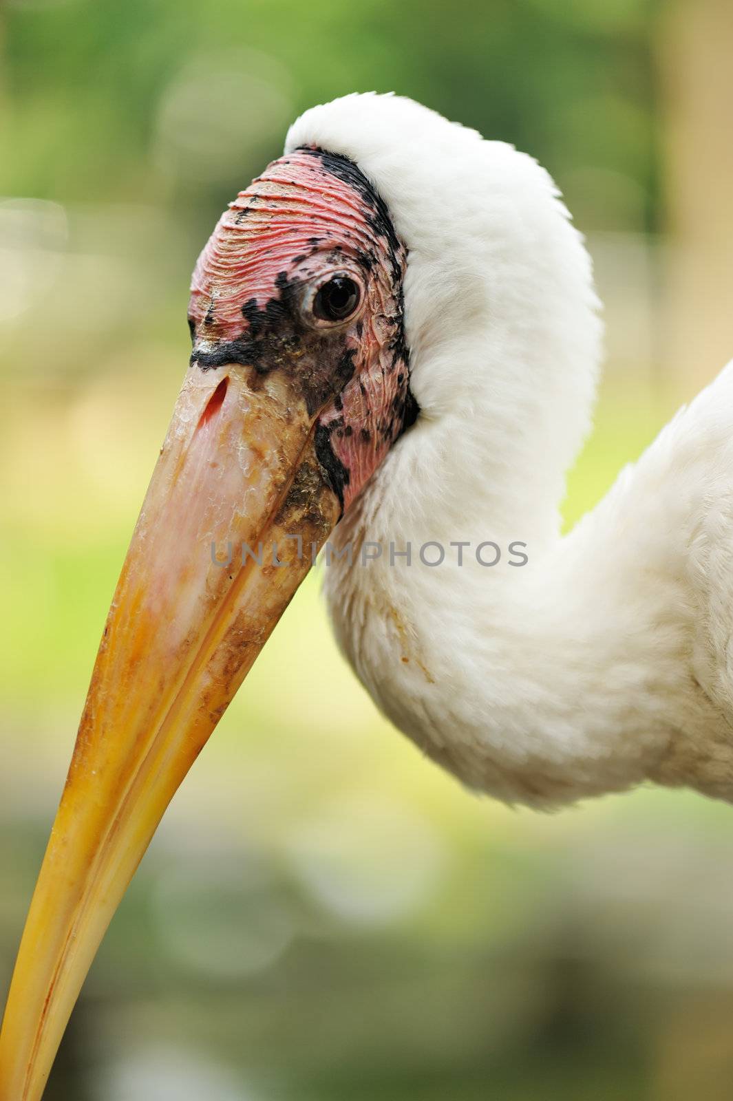 Stork bird by haveseen
