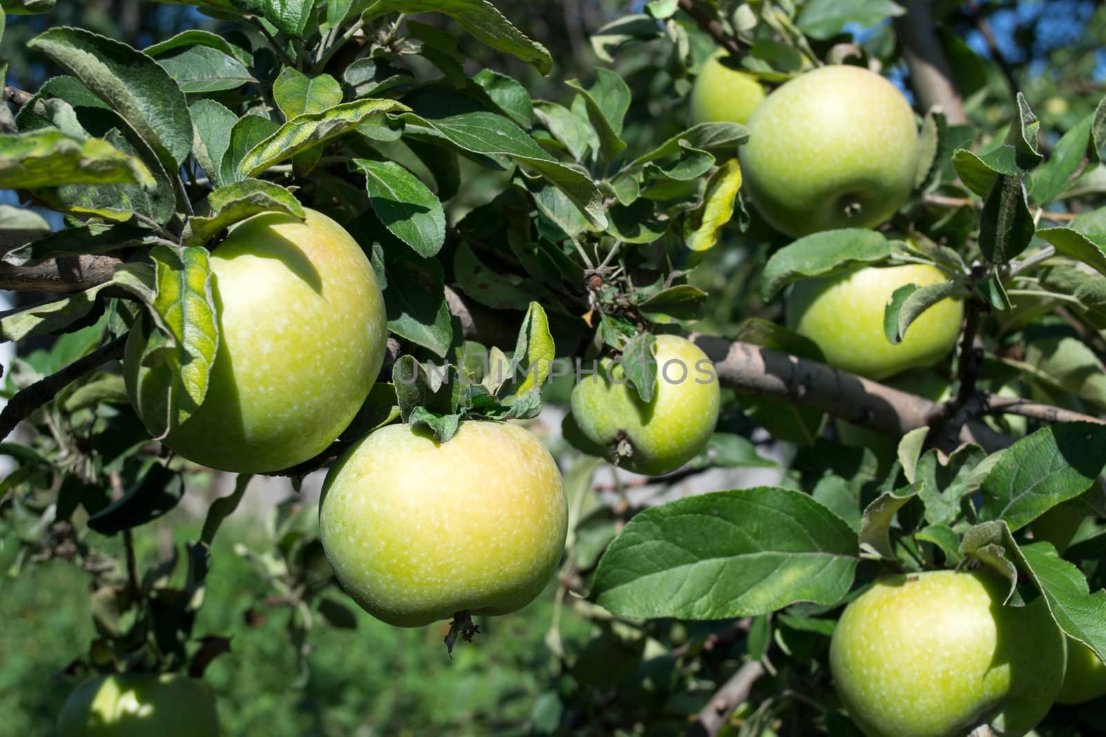 Green apples on a tree branch