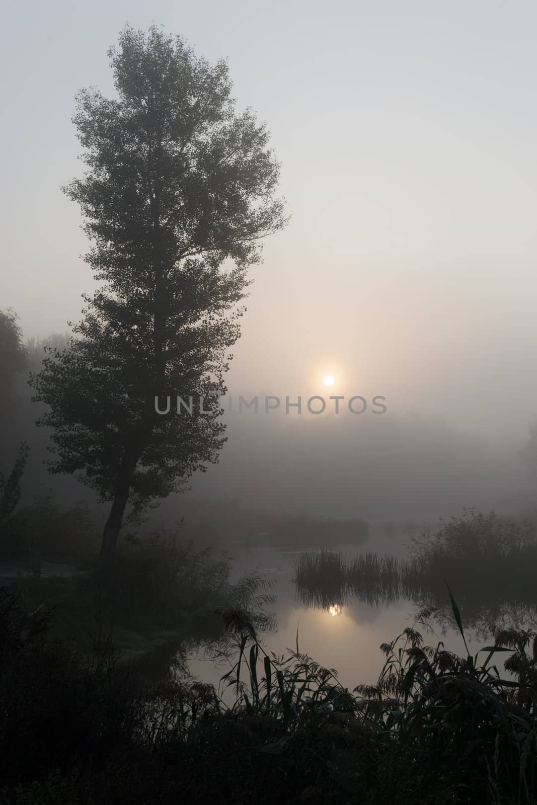 Landscape - early foggy morning on the river.