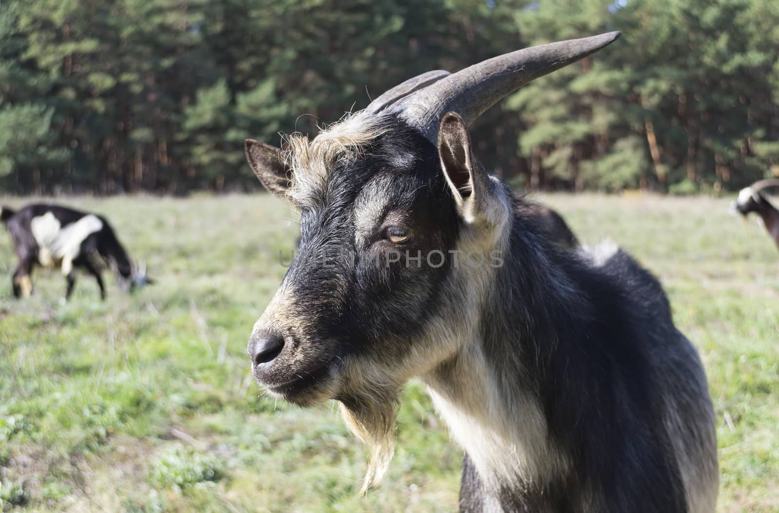 Close-up of a he-goat on the background of meadows and woods.