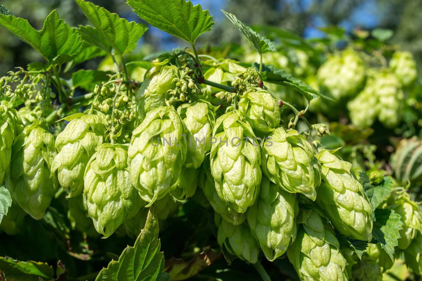 Flowers and leaves of hop (Humulus lupulus)