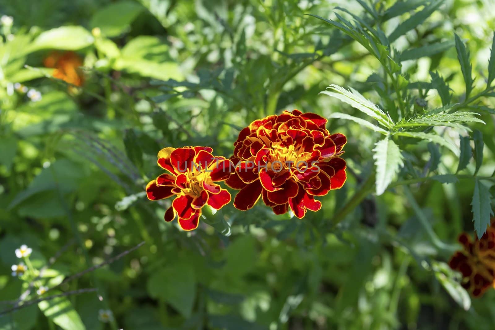 2 marigold (tagetes) flower dark orange color on a blurred background of green leaves