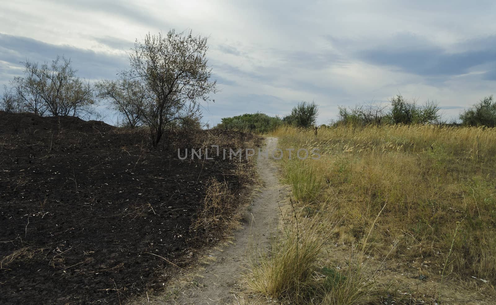 Landscape with field and footpath separating the field on the scorched and salvaged parts.