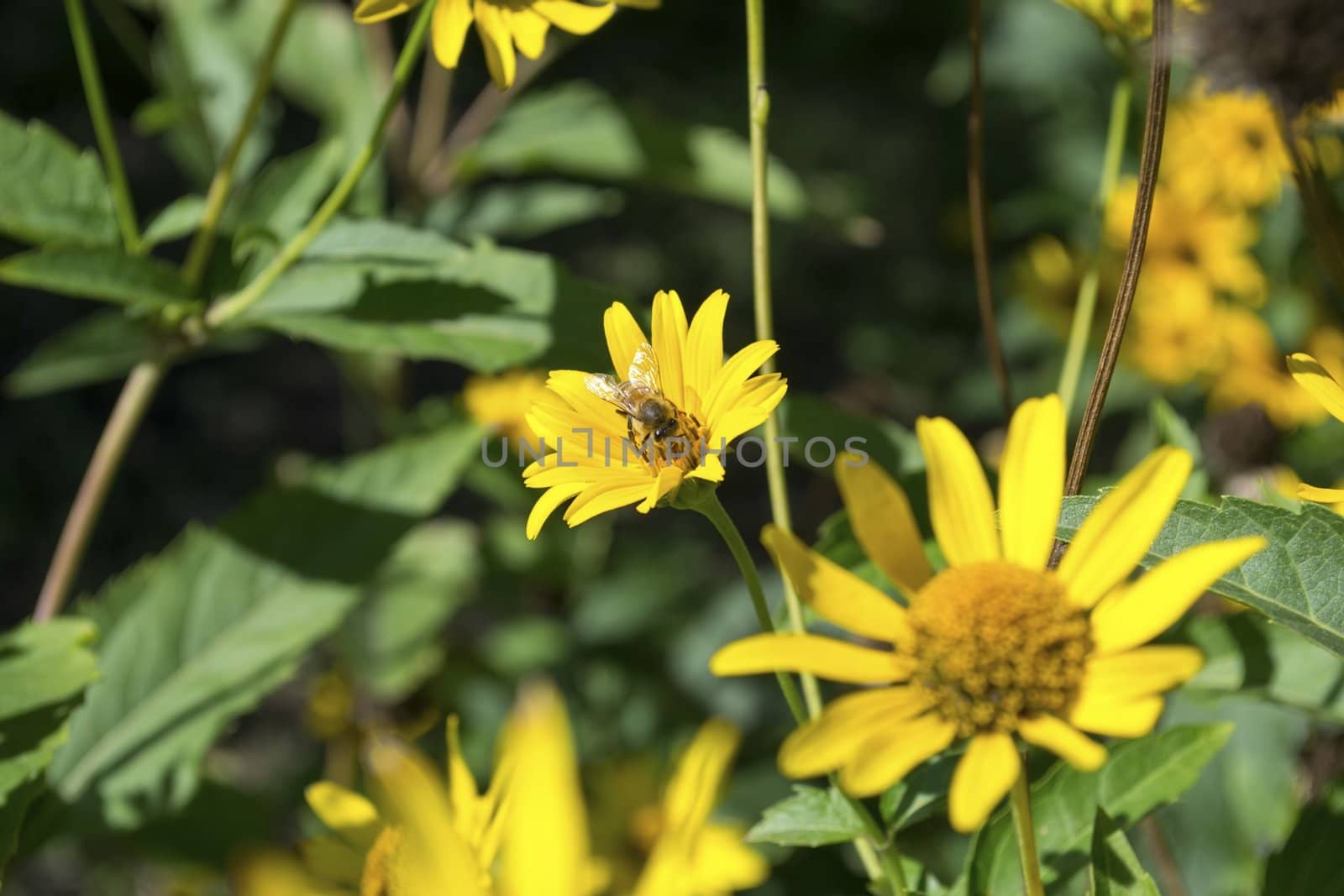 Yellow flower with bee on a blurred background 