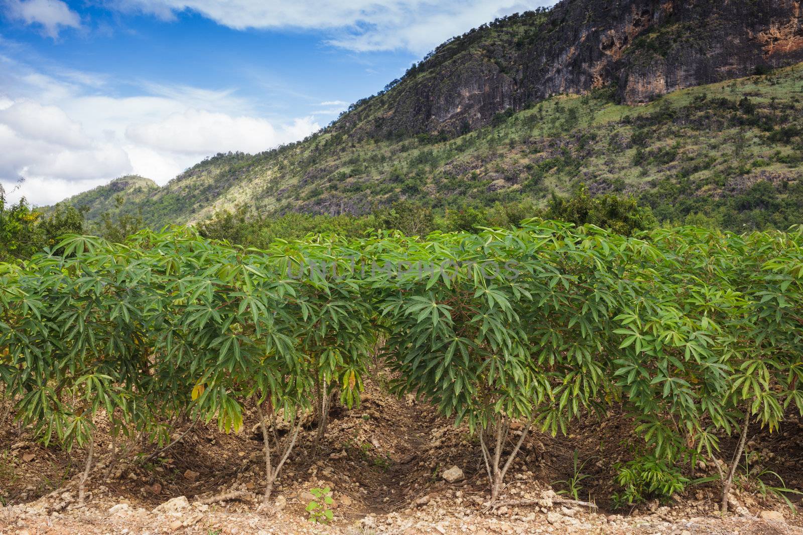 Cassava or manioc plant field