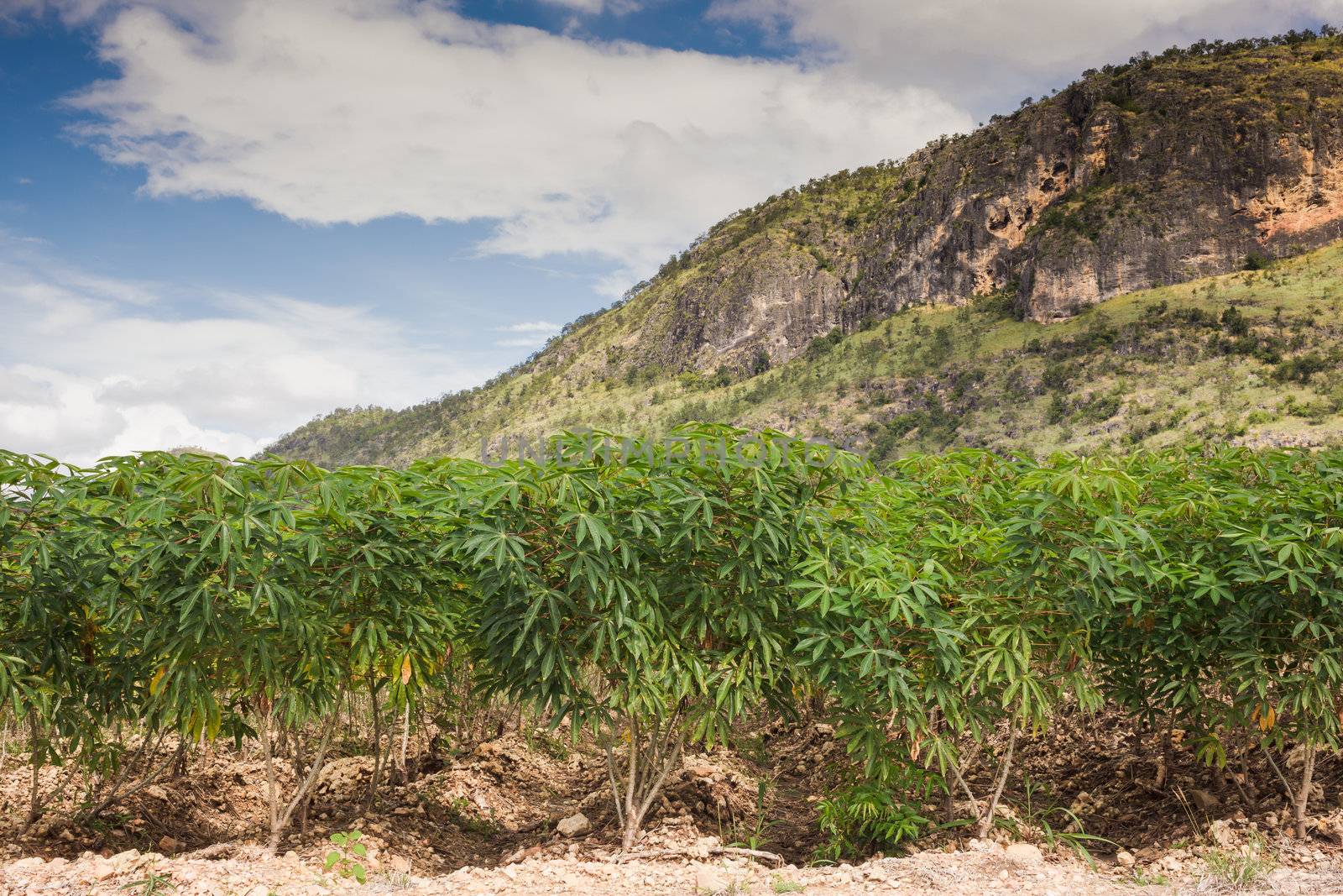 Cassava or manioc plant field