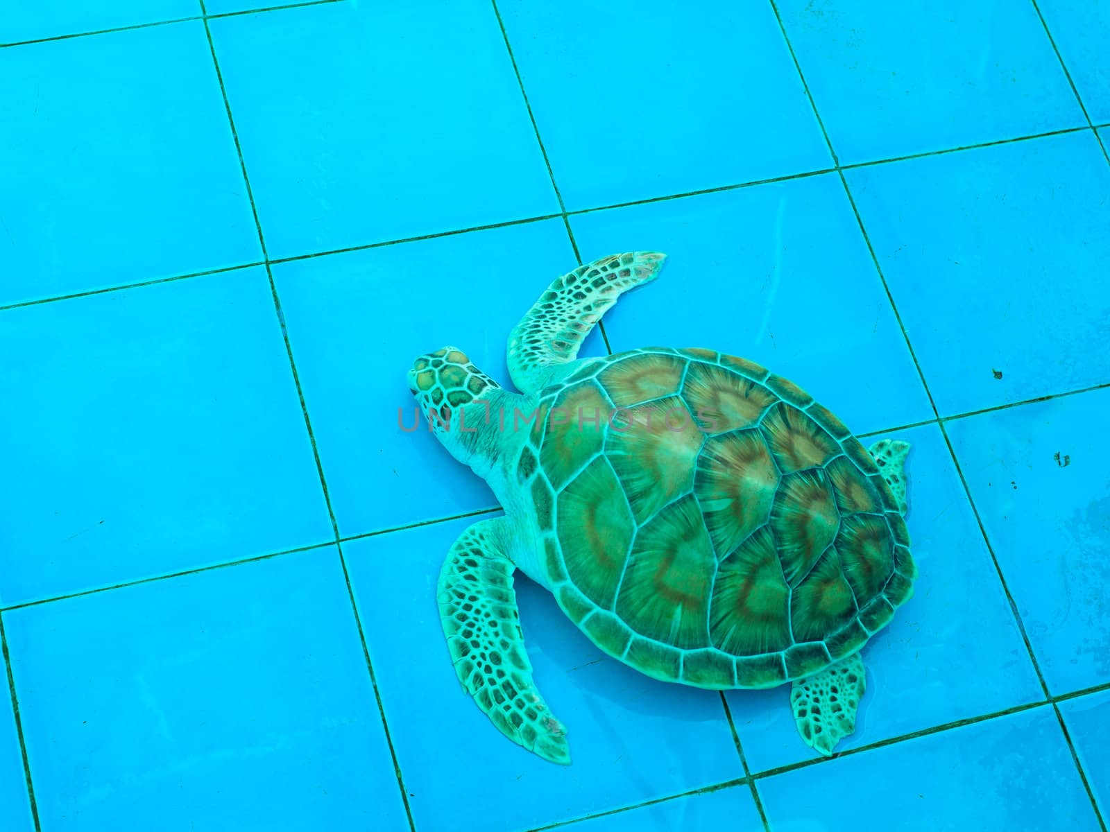 green turtle or Chelonia mydas