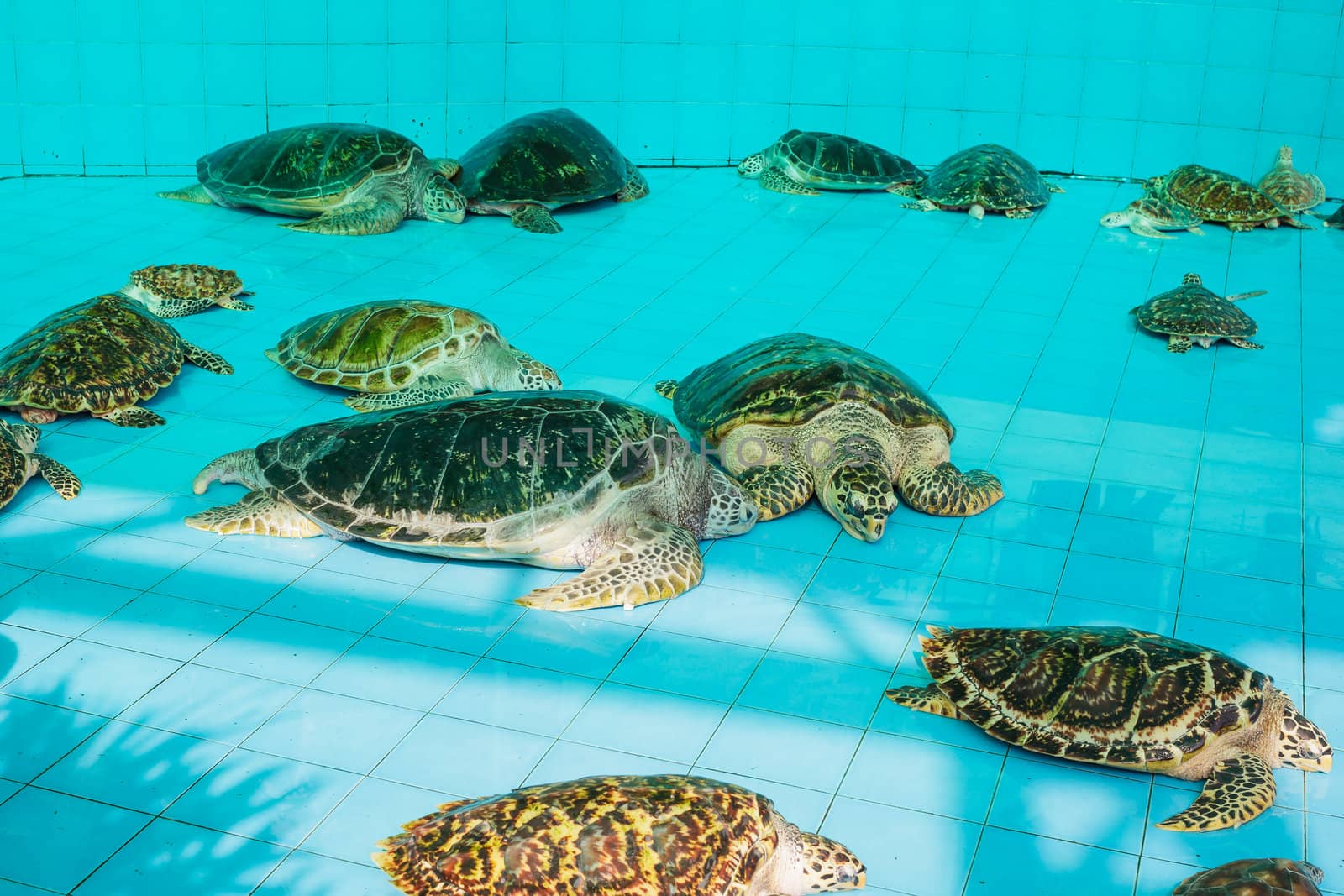 green turtle or Chelonia mydas in pond