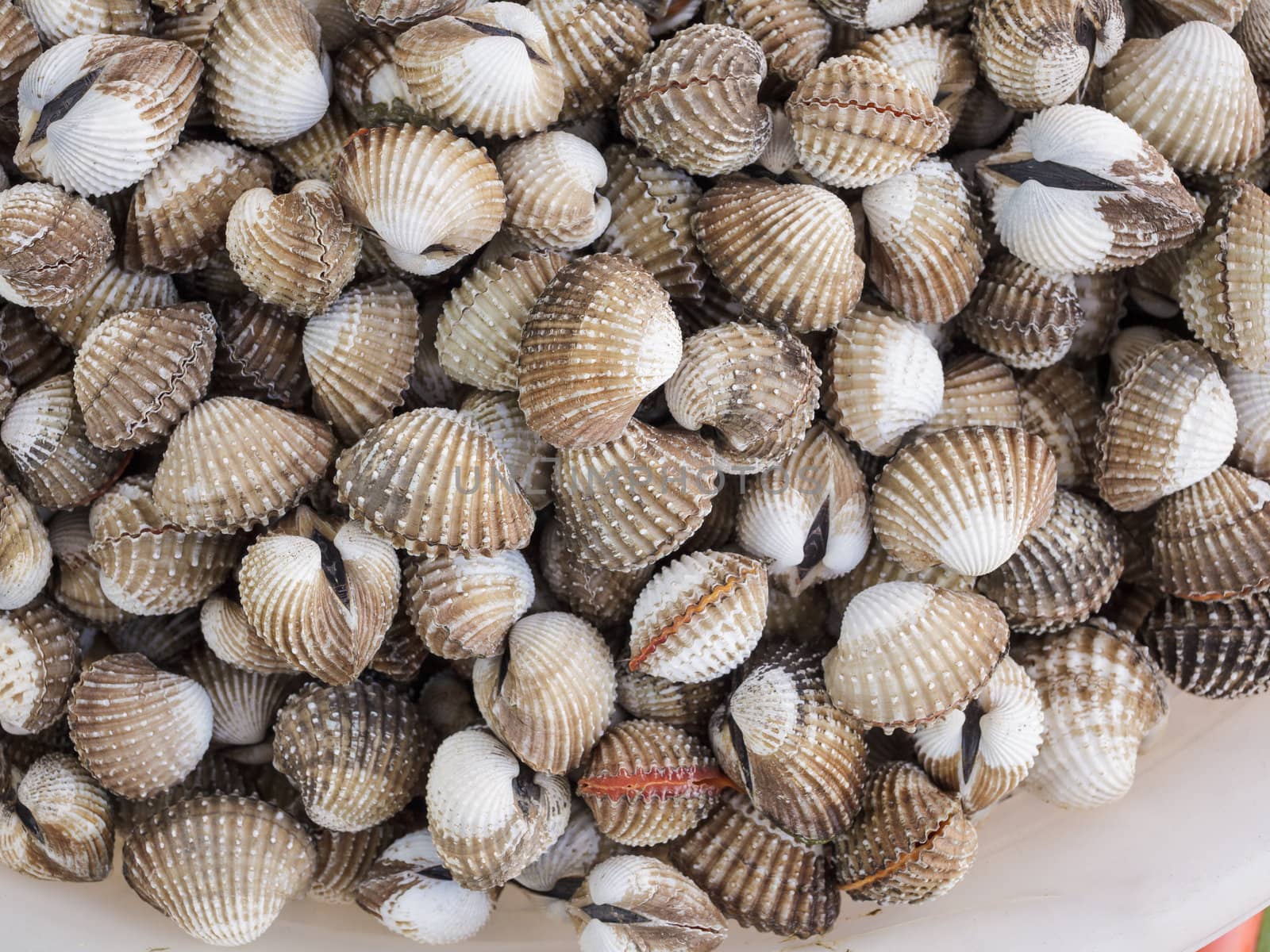 background fresh cockles for sale at market