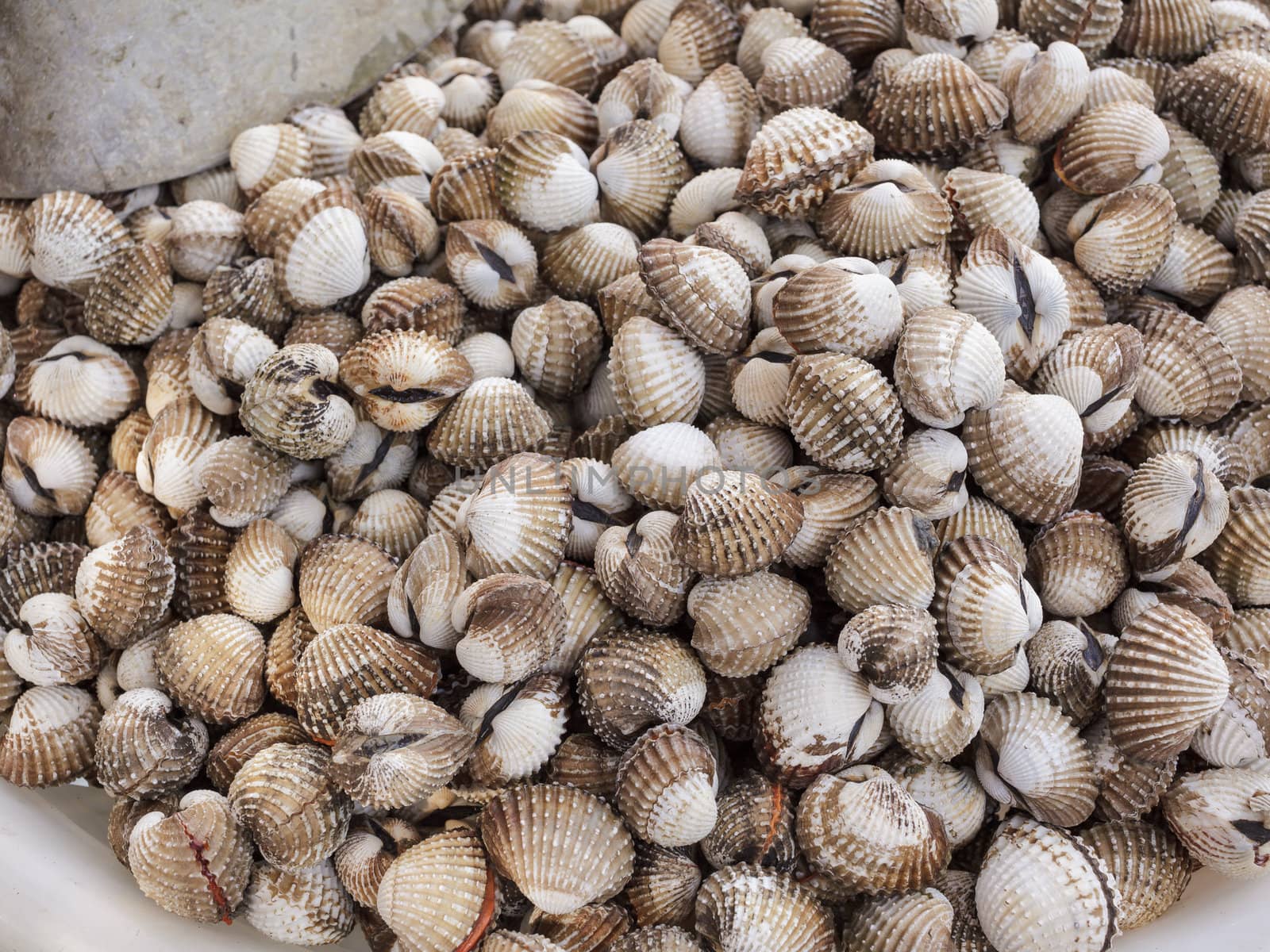 background fresh cockles for sale at market