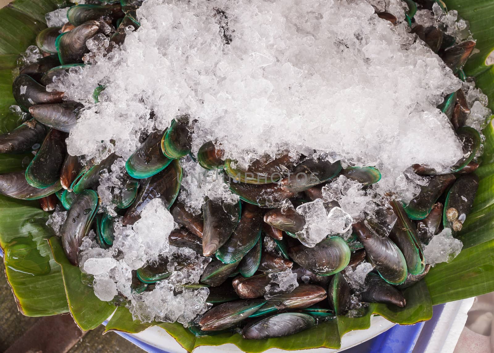 Fresh Mussels with ice