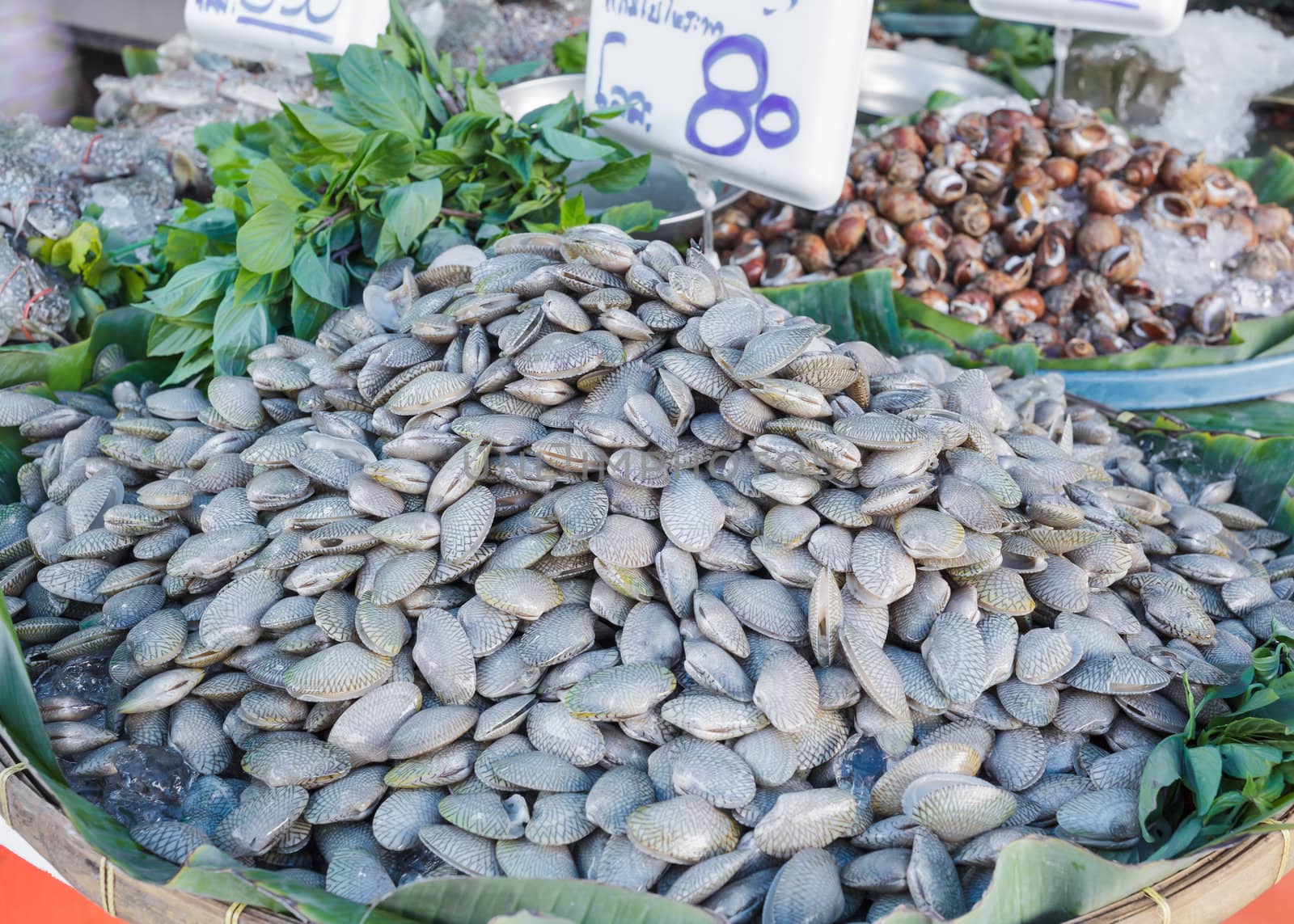 fresh Clams  in market