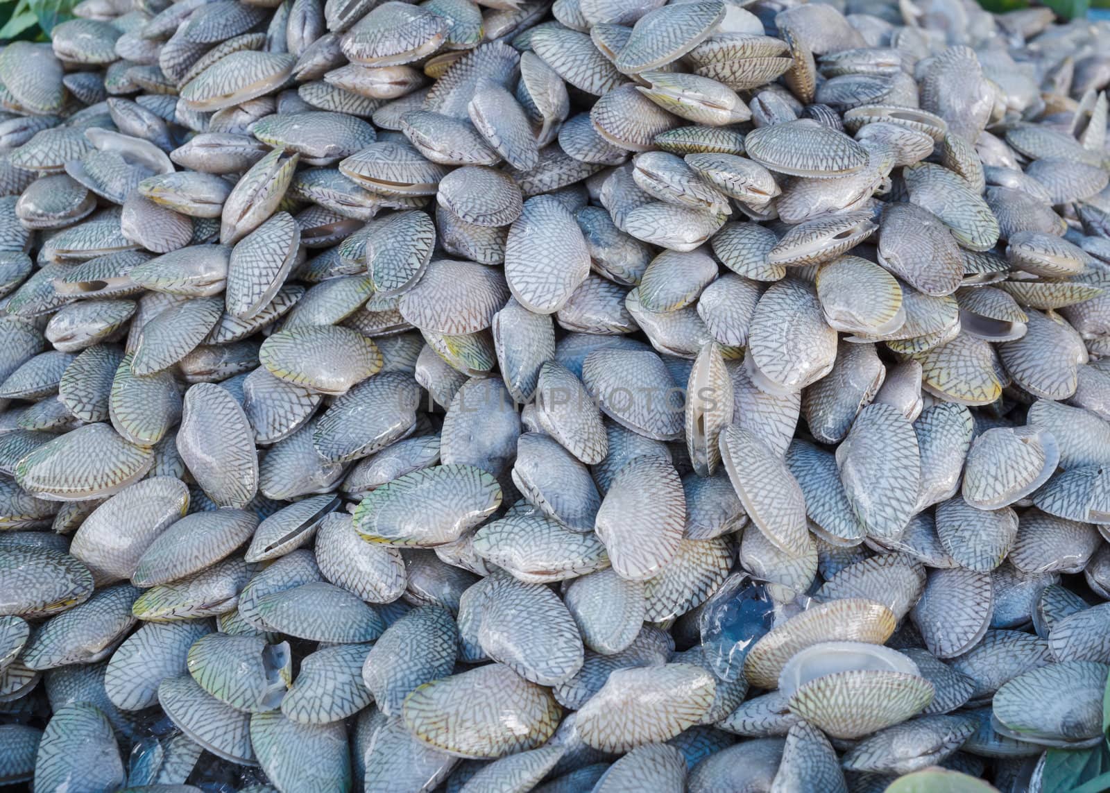 fresh Clams  in market