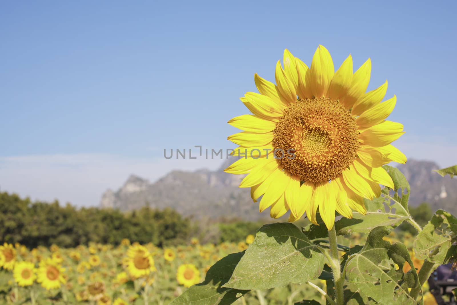 sunflower field