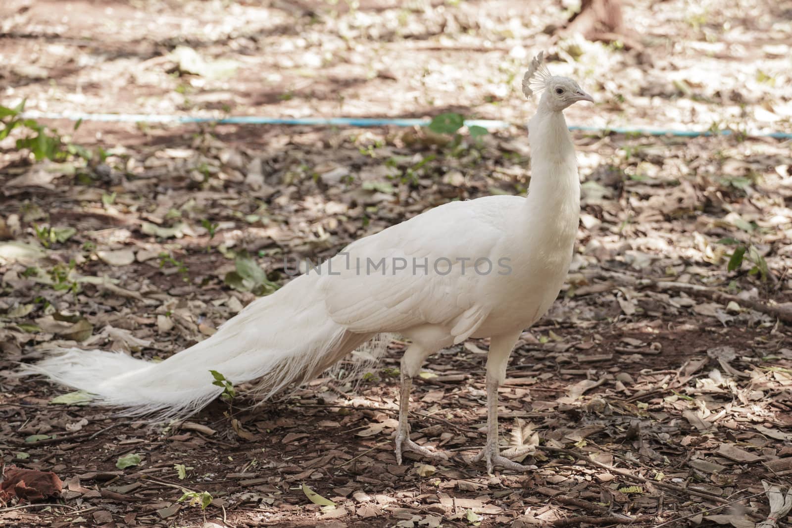 white peacock