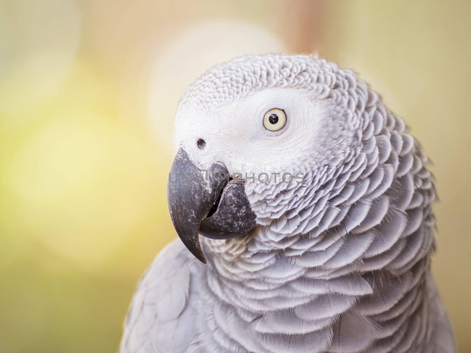 African Grey Parrot closeup