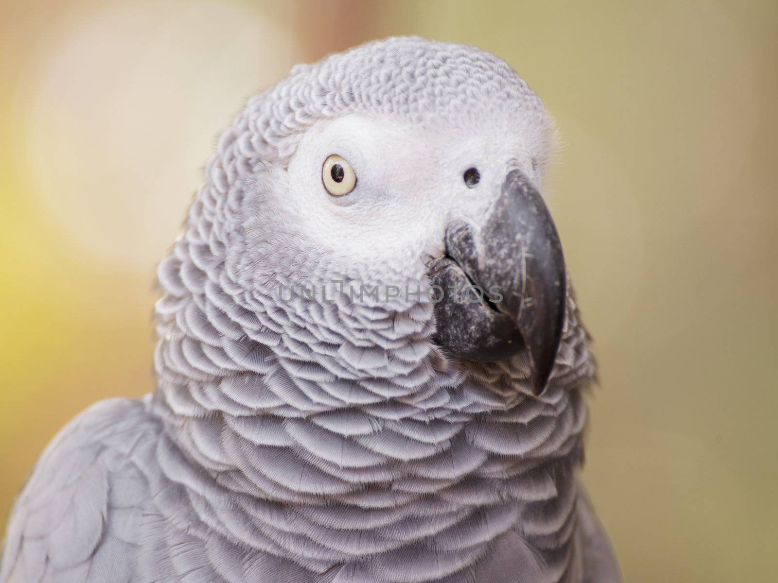 African Grey Parrot