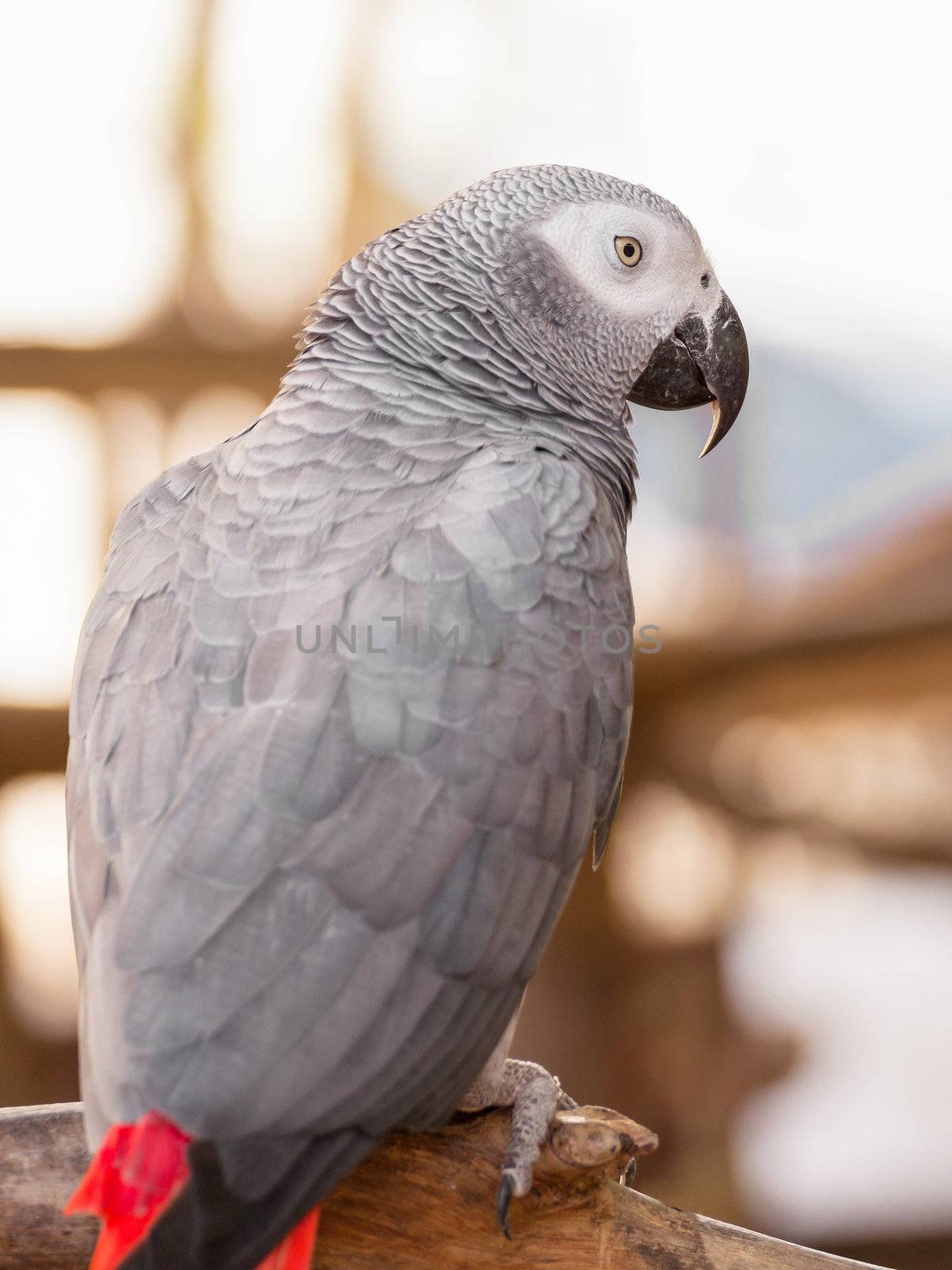 African Grey Parrot by FrameAngel