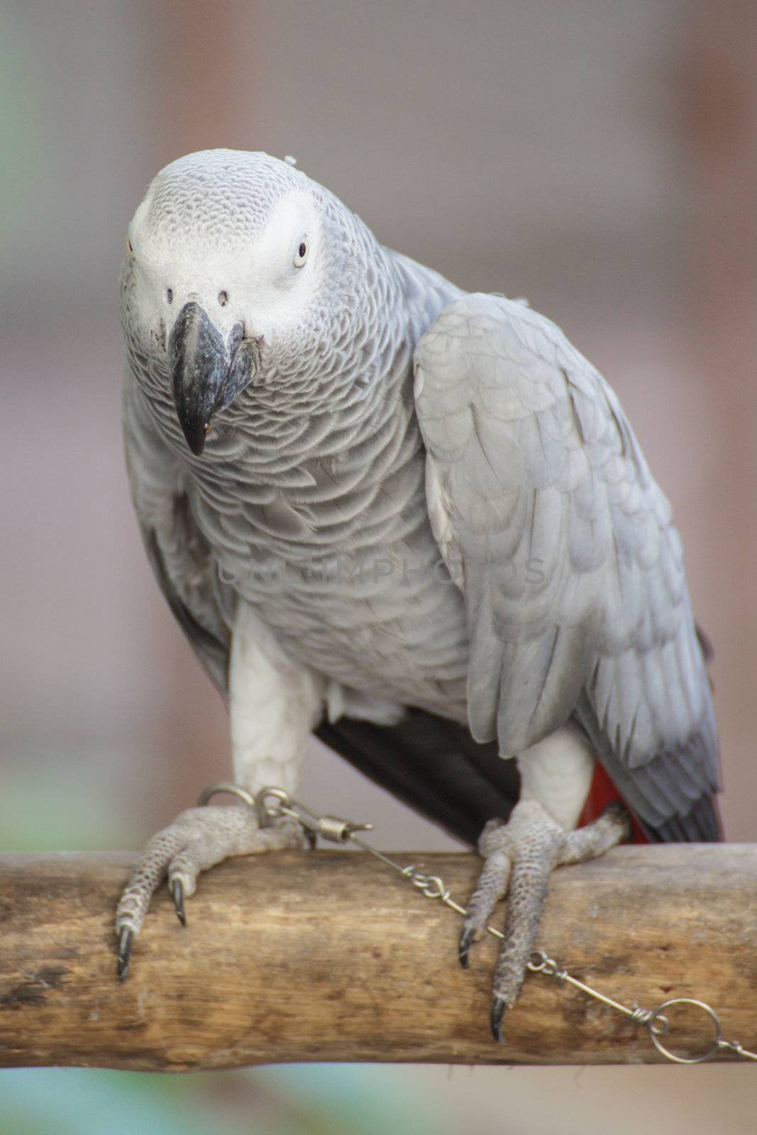 African Grey Parrot