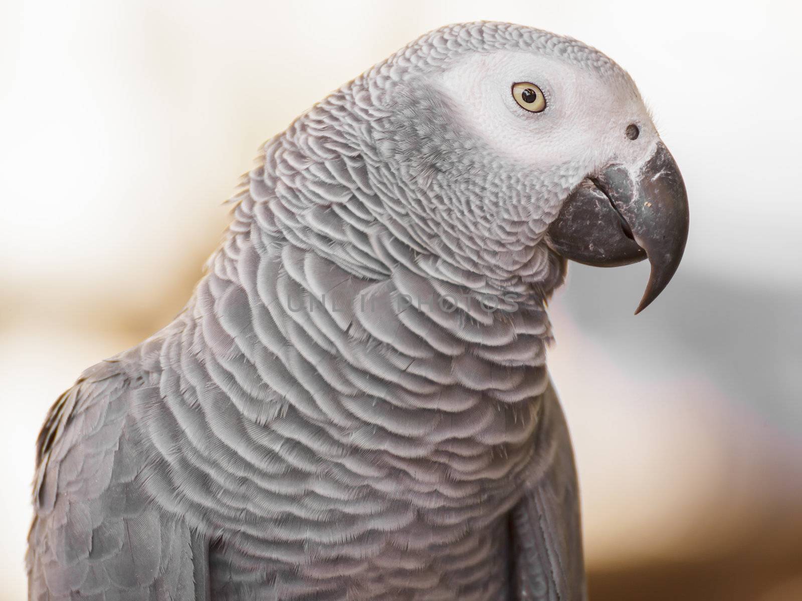 African Grey Parrot