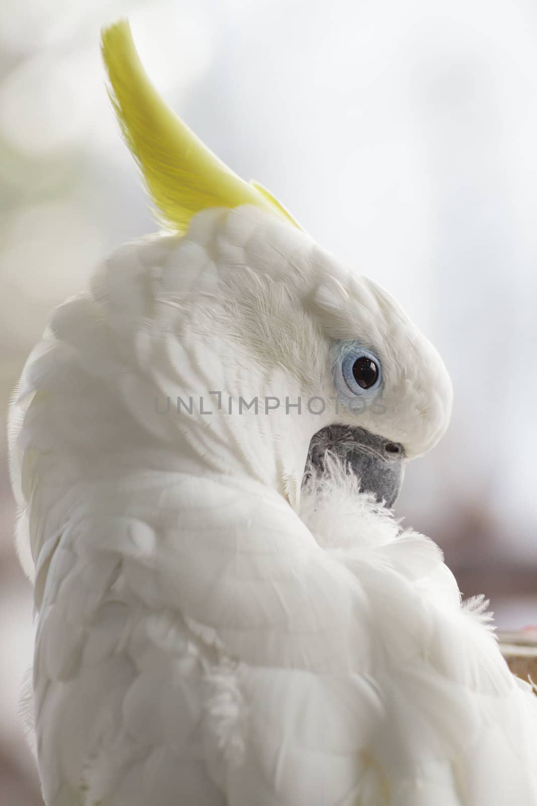 White Cockatoo