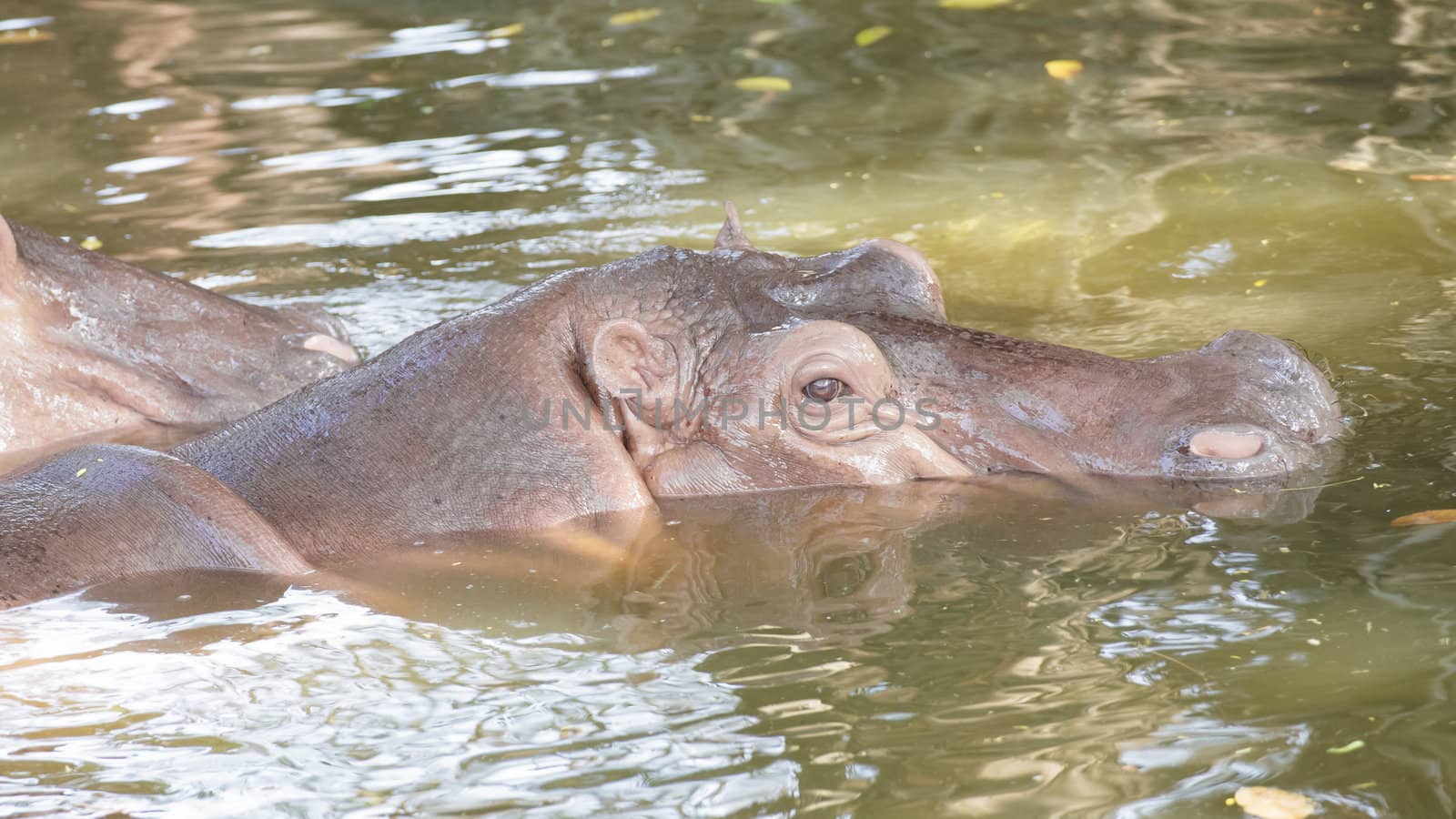 Hippopotamus in the water