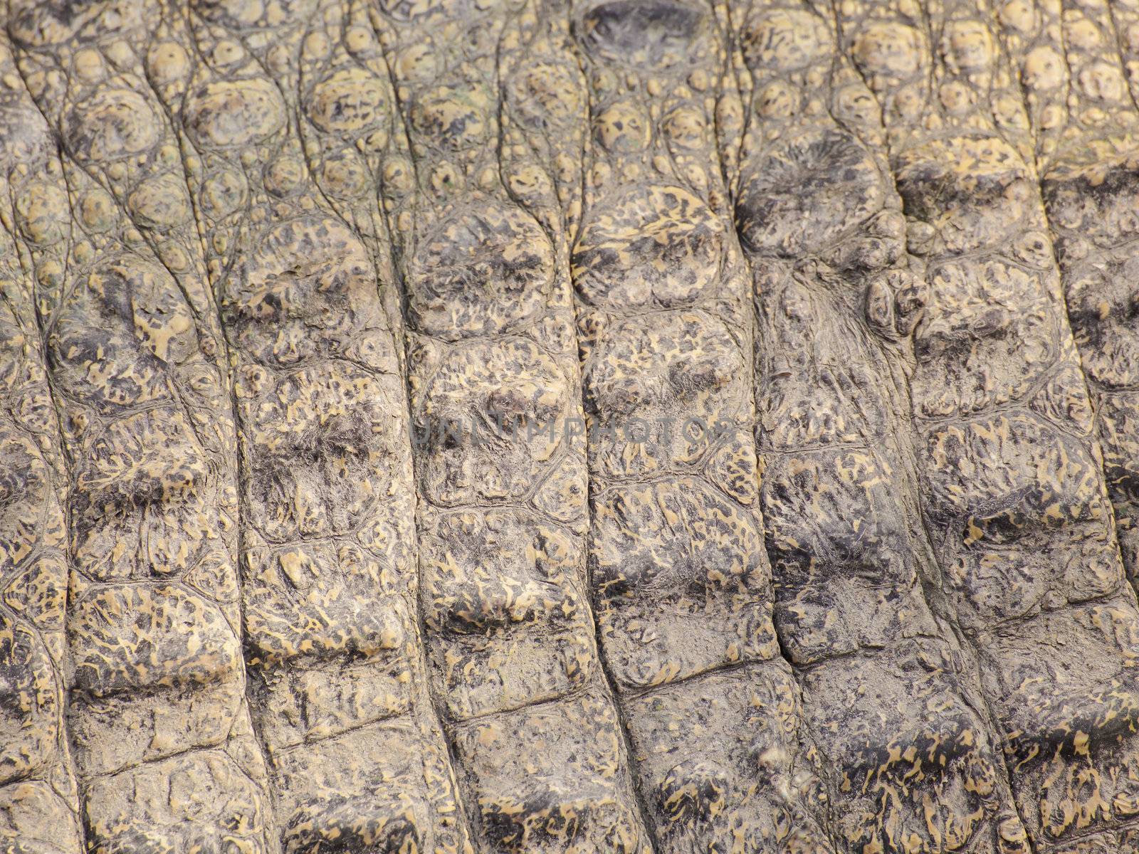 wild crocodile skin pattern