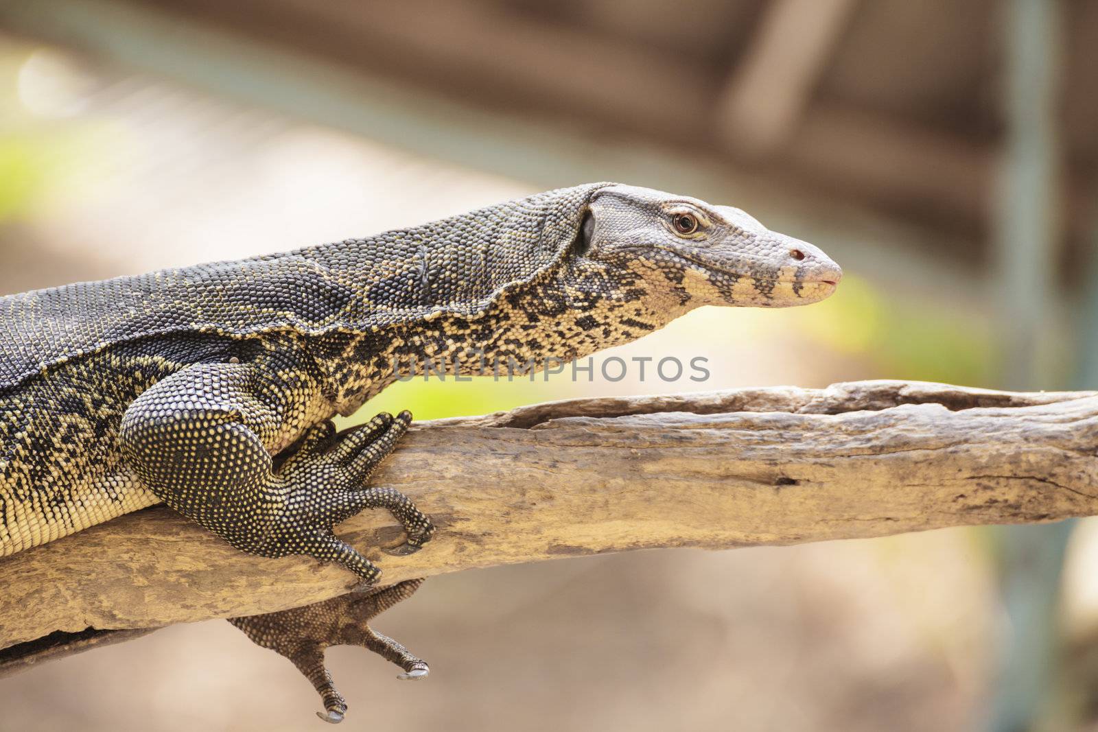 monitor lizard or Varanus on tree