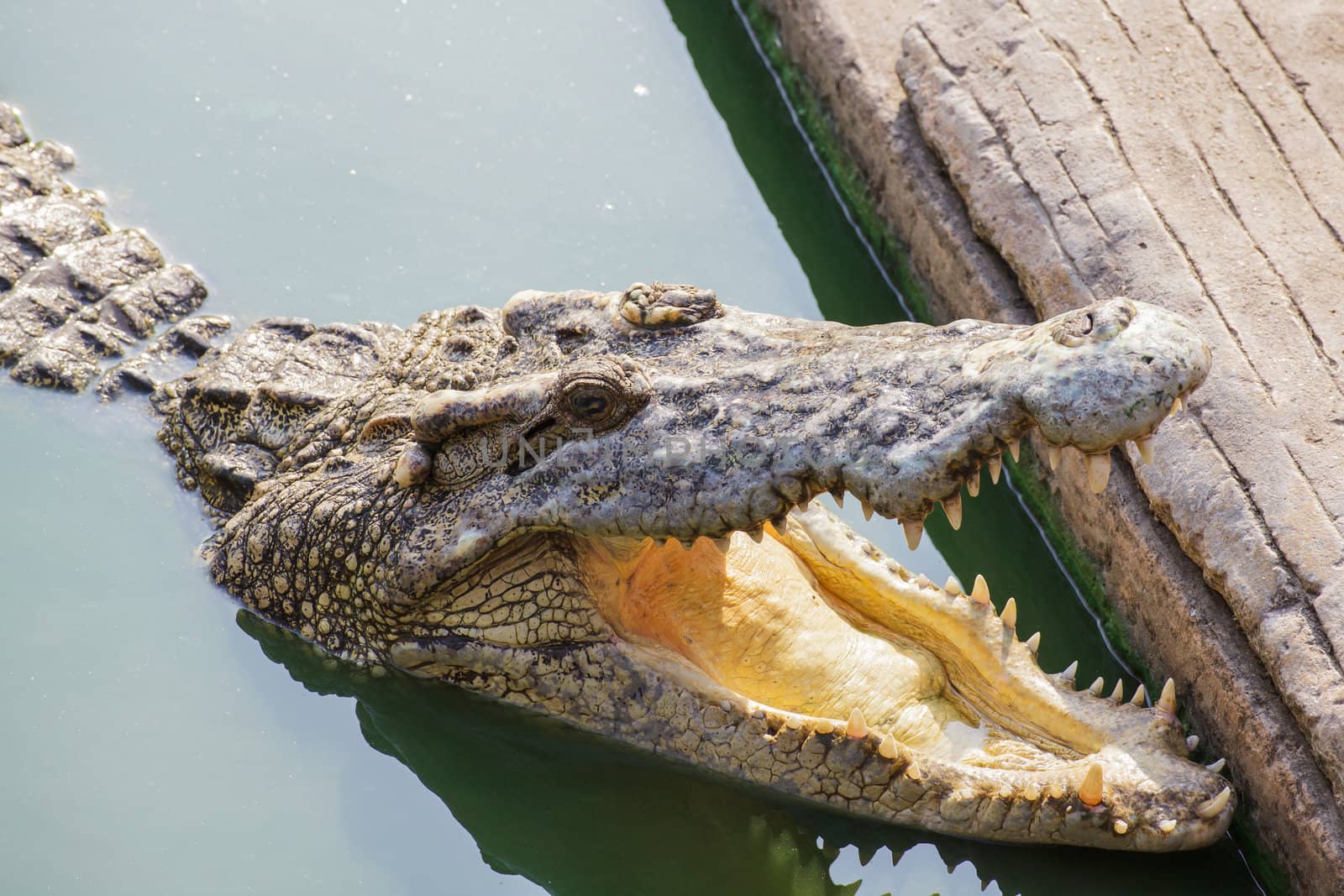 crocodile in green pond open jaw
