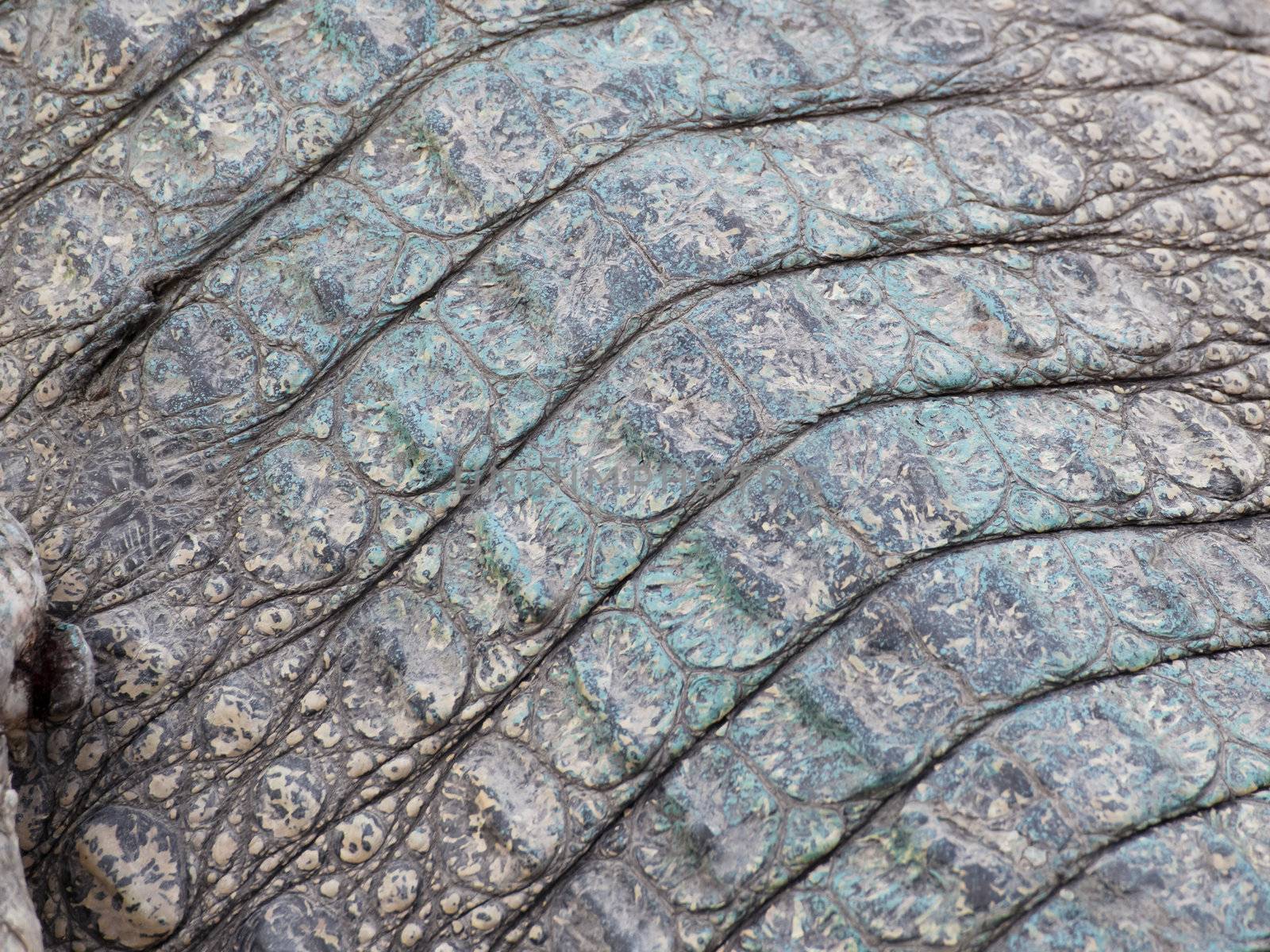 wild crocodile skin pattern