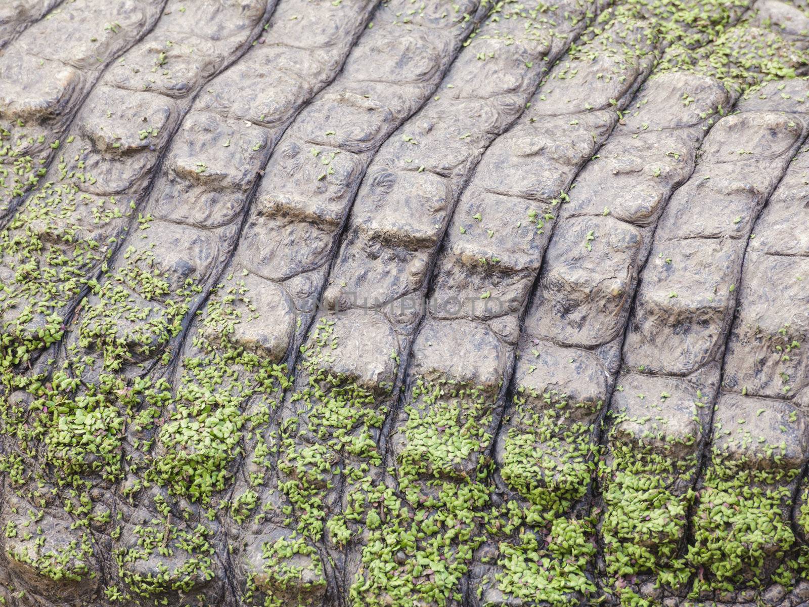wild crocodile skin pattern