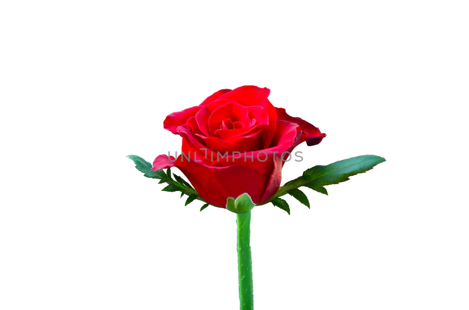 Beautiful red rose by raweenuttapong
