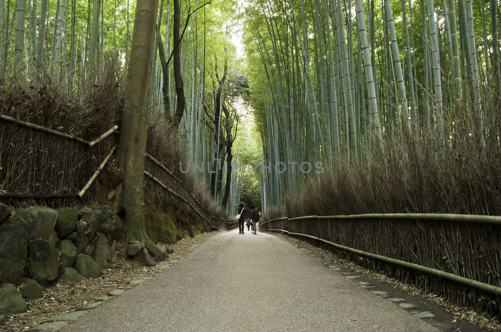 Bamboo grove in Arashiyama in Kyoto, Japan near the famous Tenryu-ji temple. Tenryuji is a Zen Buddhist temple which means temple of the heavenly dragon and is a World Cultural Heritage Site. 