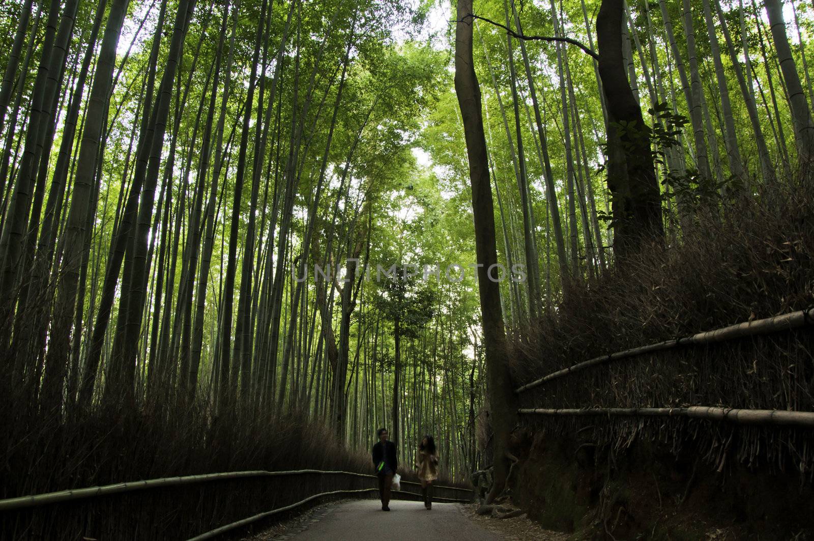 Bamboo grove in Arashiyama, Kyoto, Japan  by siraanamwong