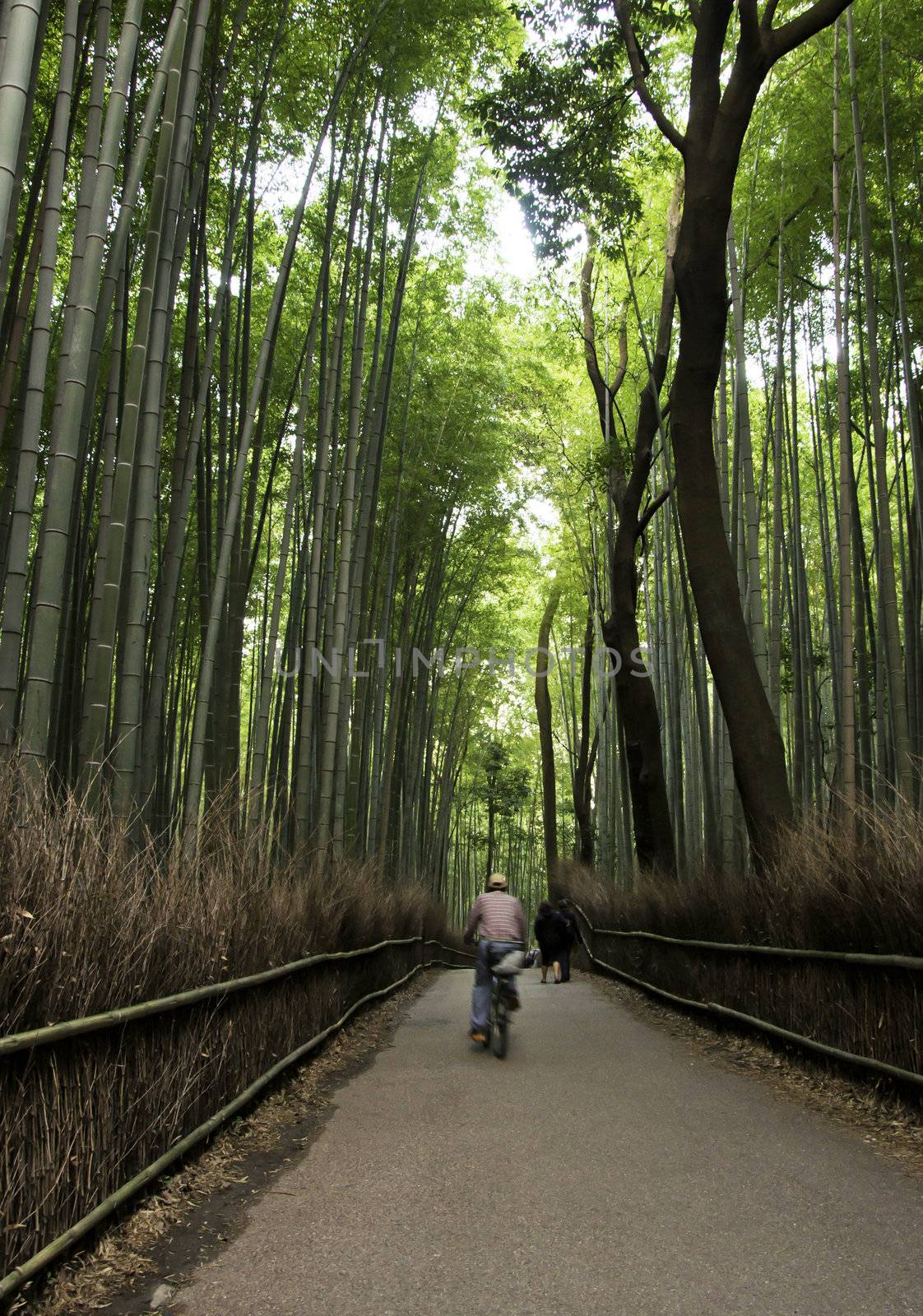 Famous bamboo grove at Arashiyama, Kyoto - Japan, near the famous Tenryu-ji temple. Tenryuji is a Zen Buddhist temple which means temple of the heavenly dragon and is a World Cultural Heritage Site.  