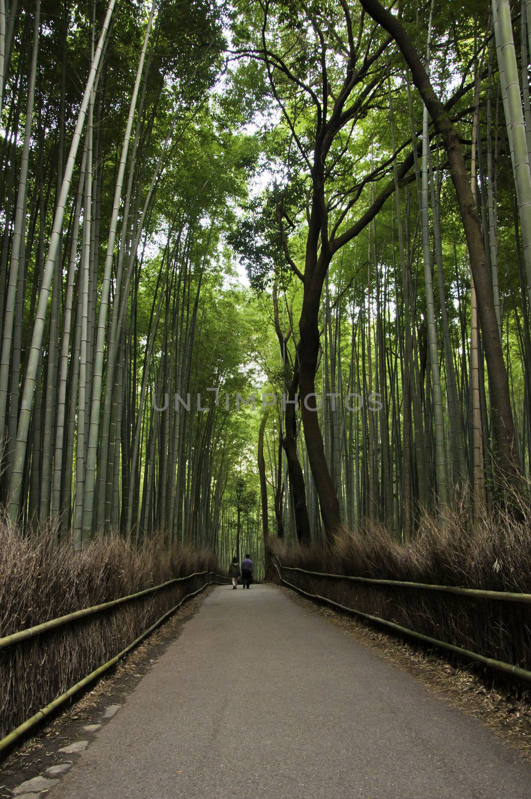 Famous bamboo grove at Arashiyama, Kyoto - Japan, near the famous Tenryu-ji temple. Tenryuji is a Zen Buddhist temple which means temple of the heavenly dragon and is a World Cultural Heritage Site.  