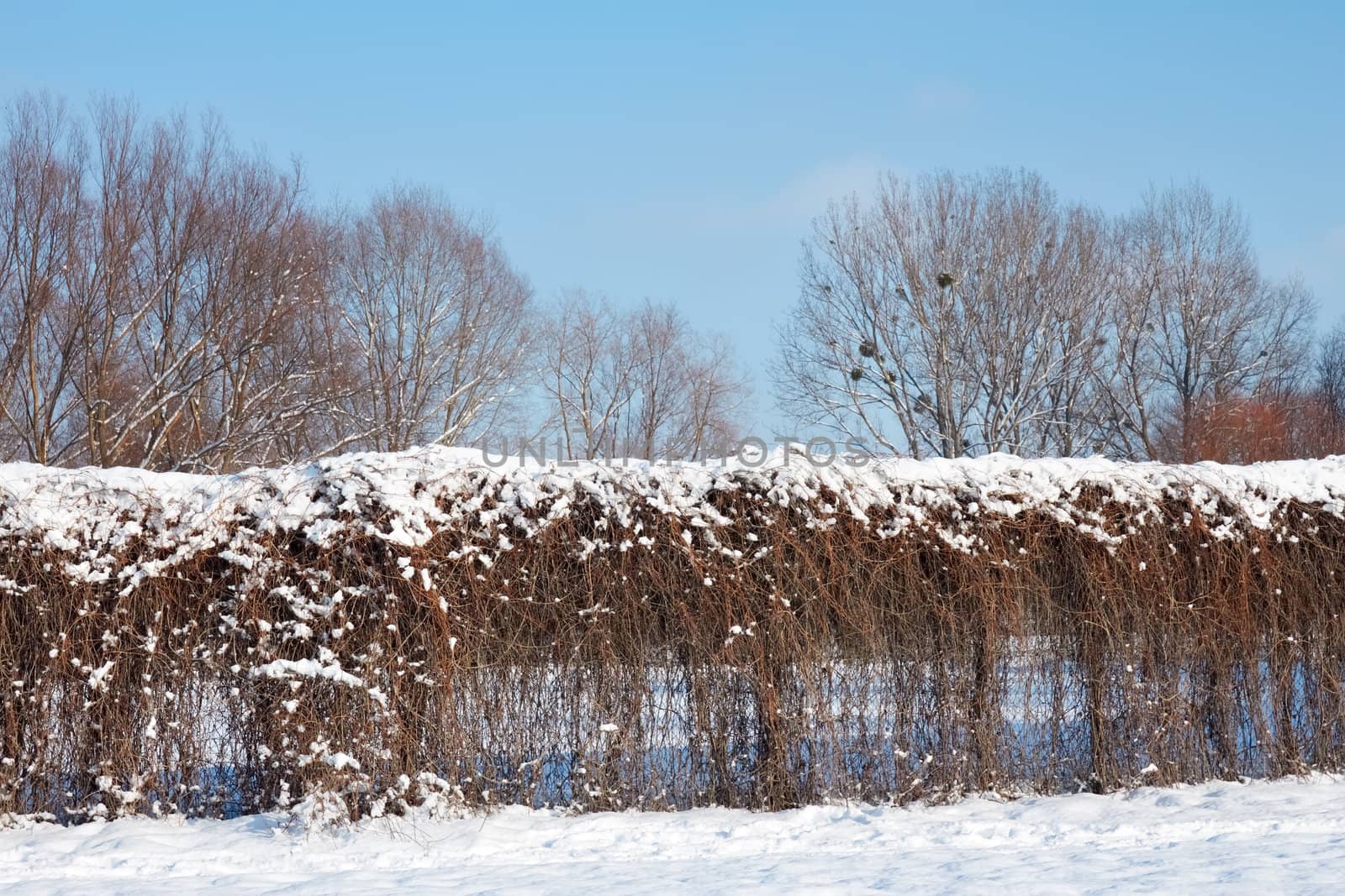 Fence of dried lianas in winter park by qiiip