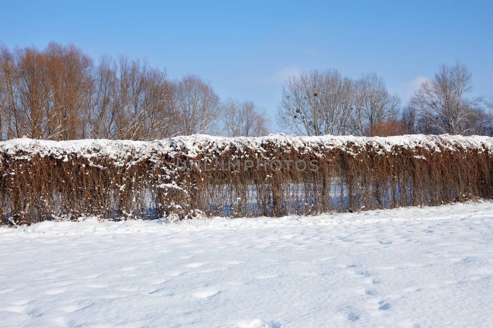 Fence of dried lianas plants in winter park by qiiip