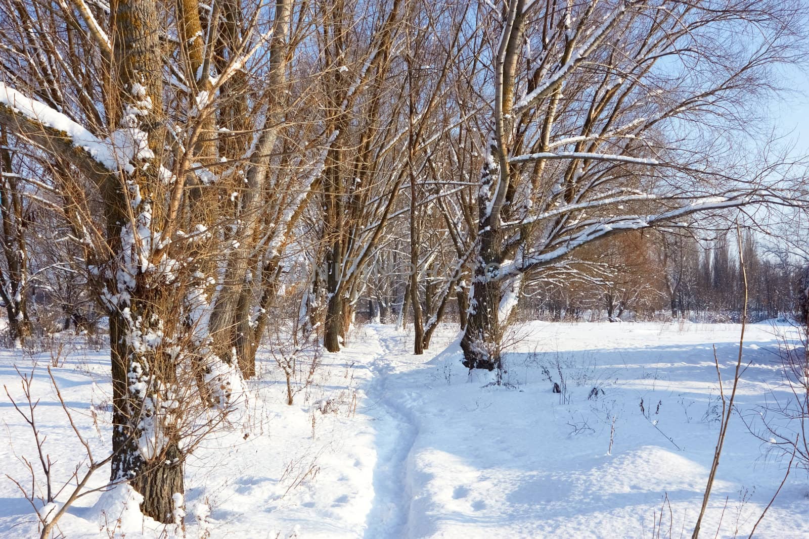 Footpath in the snow in park by qiiip