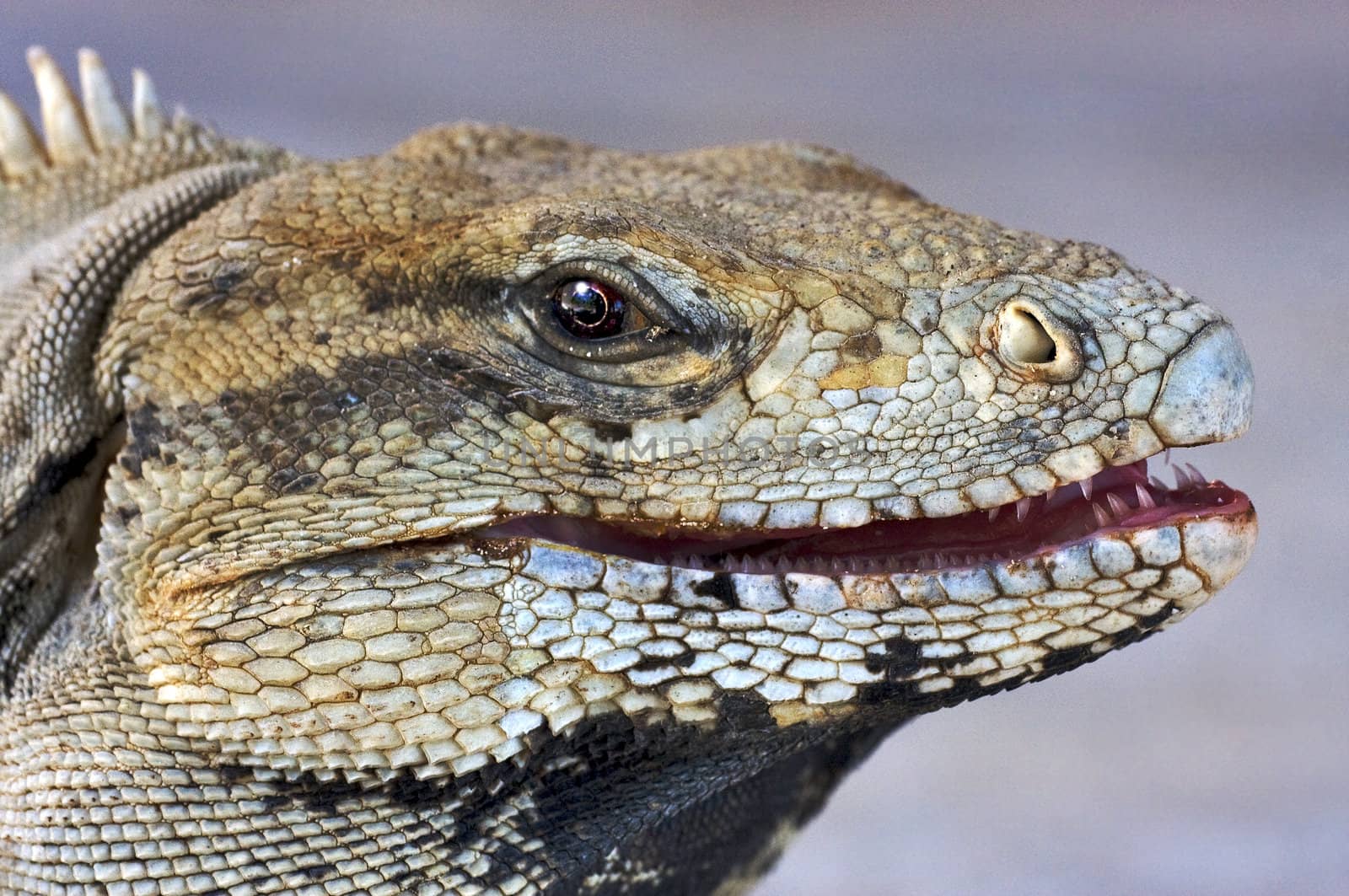 a close up to a iguana